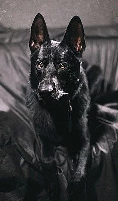 Prodám německý ovčák štěňata černá