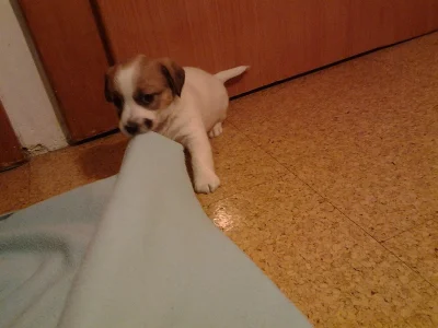 Jack Russell terier