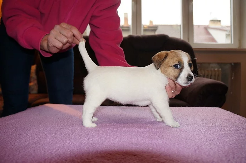 Jack Russell terier