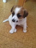 Jack Russell terier
