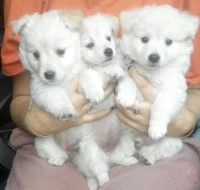 Prodám : Německý špic bílý, čistokrevný