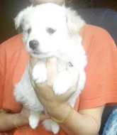 Prodám : Německý špic bílý, čistokrevný