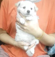 Prodám : Německý špic bílý, čistokrevný