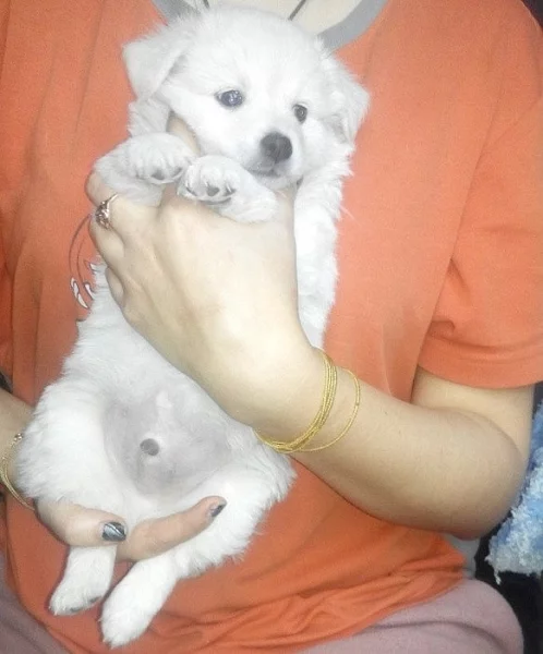 Prodám : Německý špic bílý, čistokrevný