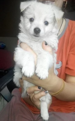 Prodám : Německý špic bílý, čistokrevný