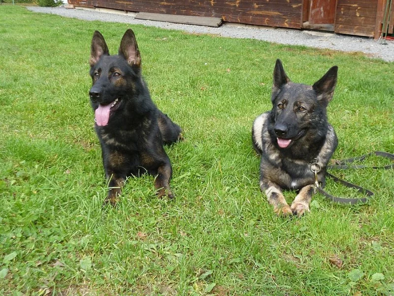 Prodám štěňata s PP Něm. ovčáka