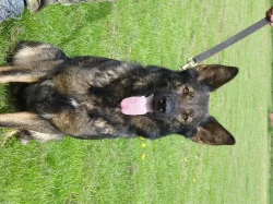 Prodám štěňata s PP Něm. ovčáka