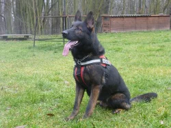 Prodám štěňata s PP Něm. ovčáka