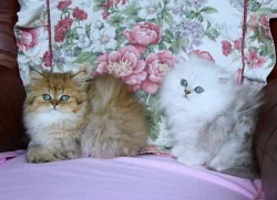 luxusní perské koťátka s PP