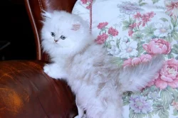 luxusní perské koťátka s PP