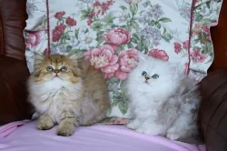 luxusní perské koťátka s PP