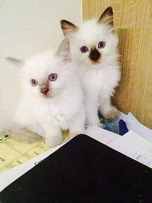 Prodáme koťátka Ragdoll S PP