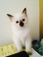 Prodáme koťátka Ragdoll S PP