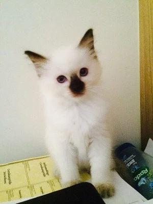 Prodáme koťátka Ragdoll S PP