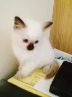 Prodáme koťátka Ragdoll S PP