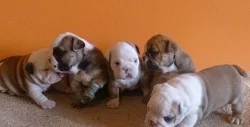 Anglický buldok štěňata s pp