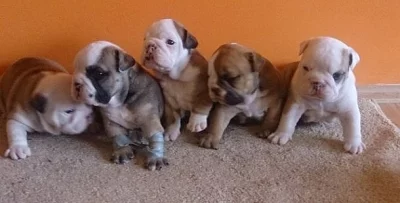 Anglický buldok štěňata s pp
