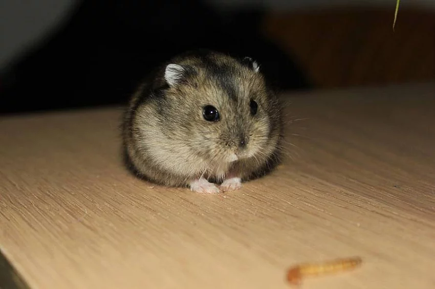 Křeček Džungarský