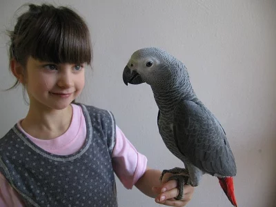 Žako, ochočené mládě