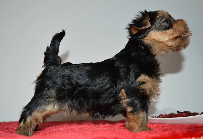 Prodám štěňátka jorkšírského teriéra s PP