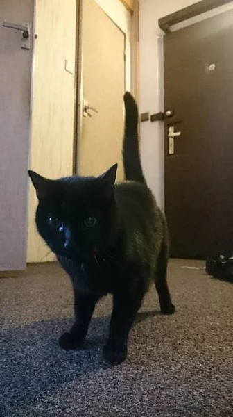 Starší hodná kočka