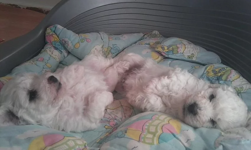 Štěňátka Boloňských psíků