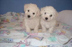 Štěňátka Boloňských psíků