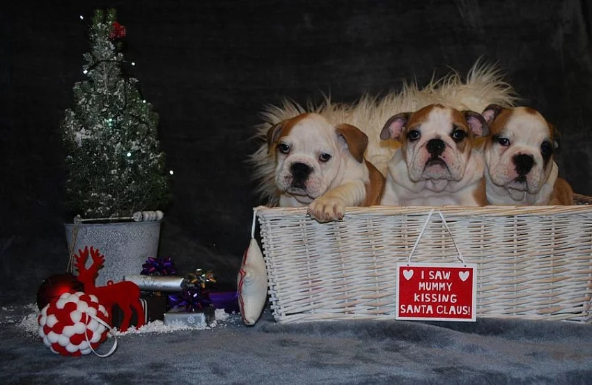 Ponúkam šteniatka Anglický buldok s pp