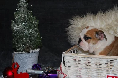 Ponúkam šteniatka Anglický buldok s pp