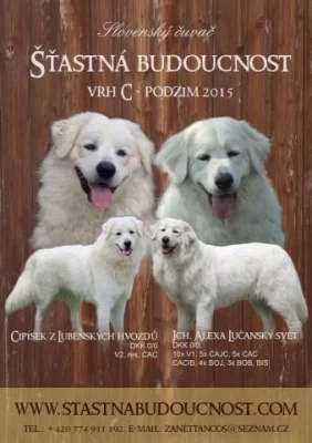 Slovenský čuvač s PP