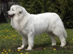 Slovenský čuvač s PP