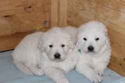 Slovenský čuvač s PP