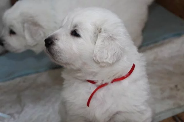 Slovenský čuvač s PP