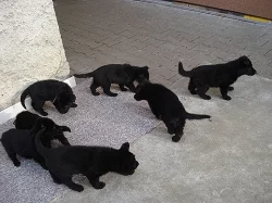 Prodám německý ovčák štěňata černá