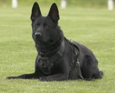 Prodám německý ovčák štěňata černá