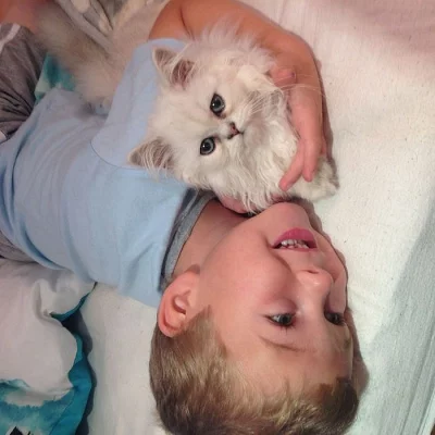 Nabízím  perské koťata s PP.