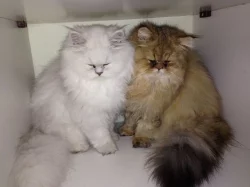 Nabízím  perské koťata s PP.