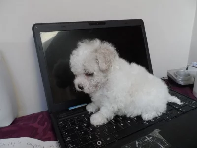 Prodám do dobrých rukou  Boloňský psík s pp