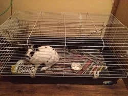 Prodám kralíčka i s vybavením