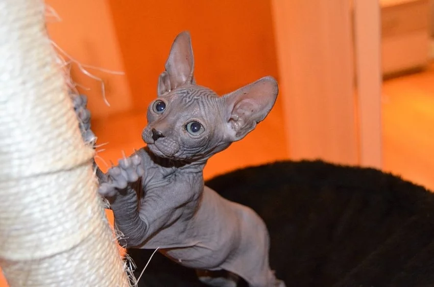 Prodej Sphynx kotatek
