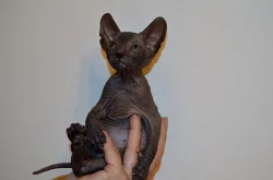 Prodej Sphynx kotatek