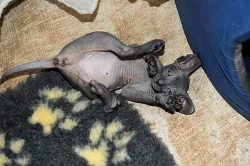 Prodej Sphynx kotatek
