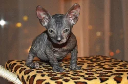 Prodej Sphynx kotatek
