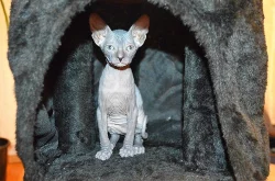 Prodej Sphynx kotatek