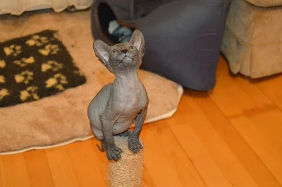Prodej Sphynx kotatek