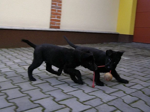 Prodám německý ovčák štěňata černá