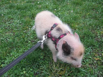 Plne ochocene miniprasatko.