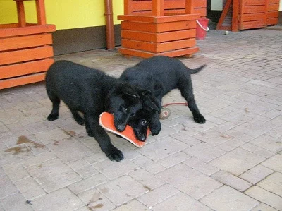 Prodám německý ovčák štěňata černá