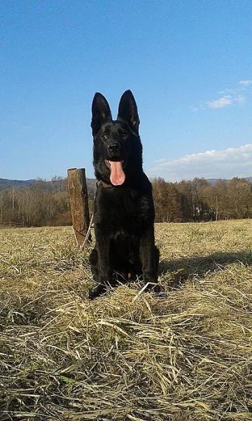 Prodám německý ovčák štěňata černá