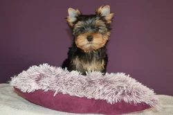 Prodám fenečku jorkšírského teriéra s PP